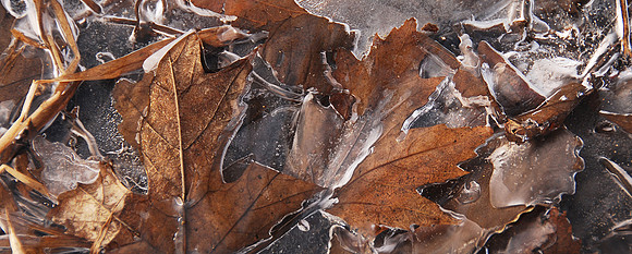 Frozen Mapels banner