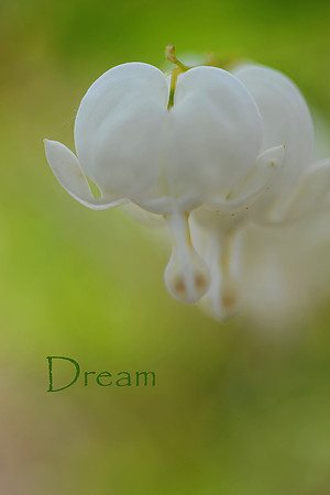 Dream