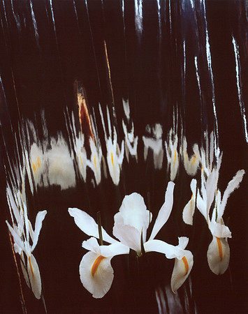 Iris on Fire  FINAL_DS