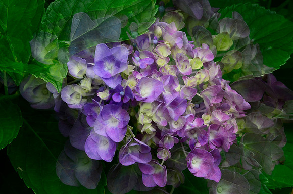Purple Layers