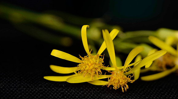 Just a couple of flowers