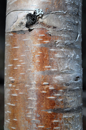 Copper Bark