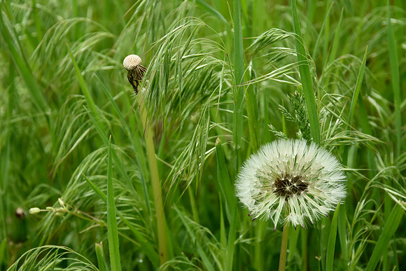 Dandelion Fizz