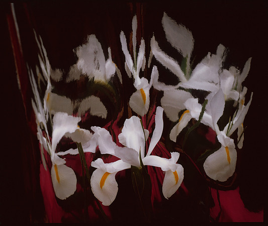 Classic Conver Iris