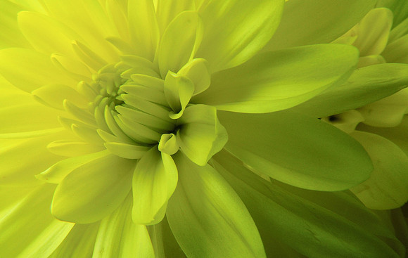 Jane's Flower