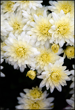 Shower of Mums