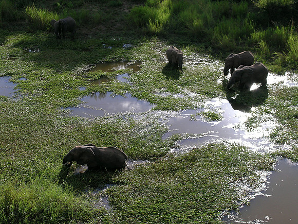 Elephants in the River