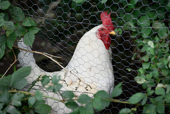 New Park Fowl