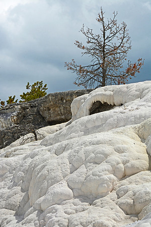 Sulfer and Tree