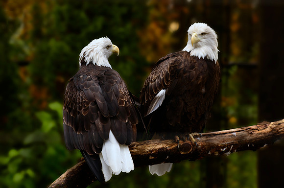 Two Proud Birds
