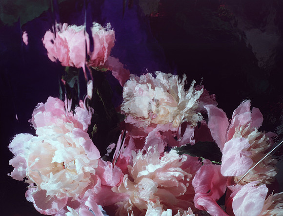 Peony large