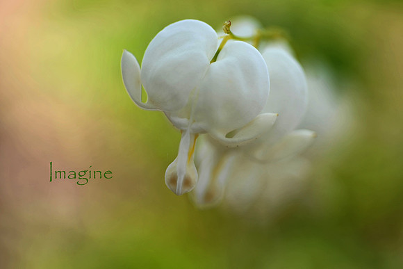 Imagine