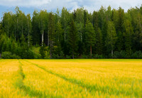 Golden Field