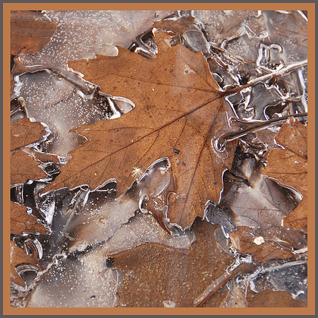 Framed Maple Leaf
