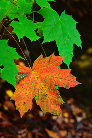 Brillian Color