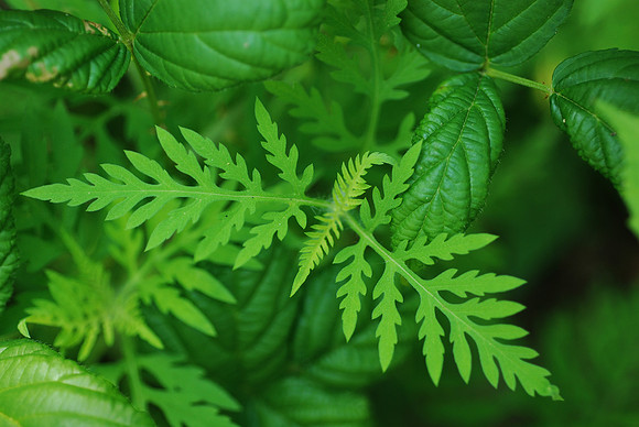 Kentucky Fern