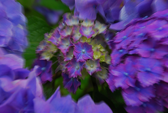 Hydrangea on the Move