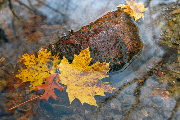Fall Color on the Creek