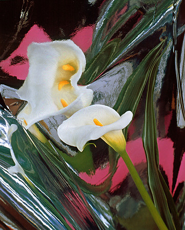 Pink Party Lily