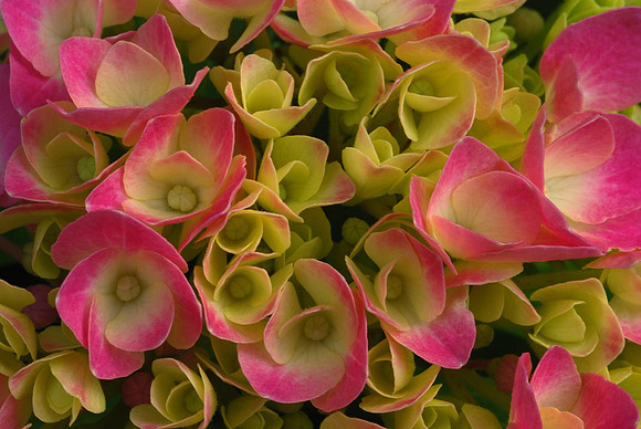 Springdale Hydrangea