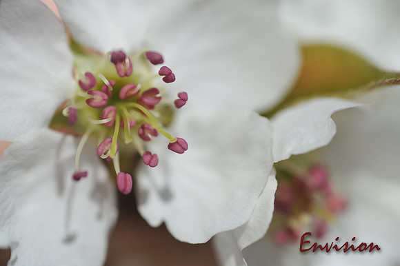 Envision