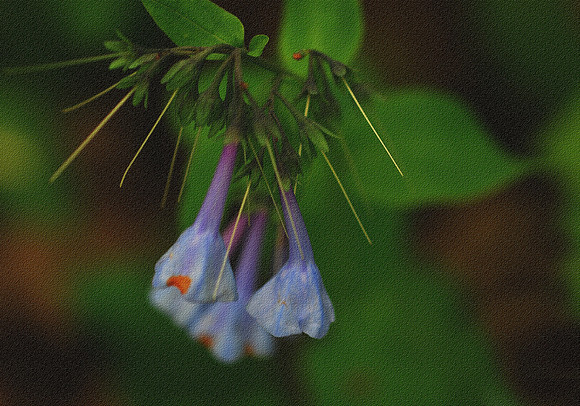 Blue Bells in the Woods