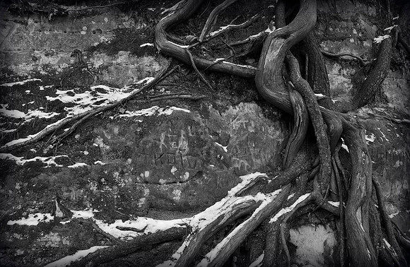 Roots in the Winter