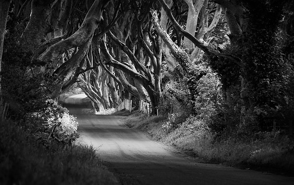 The Dark Hedges in monochrome