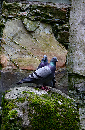 Birds at Charles Fort 2