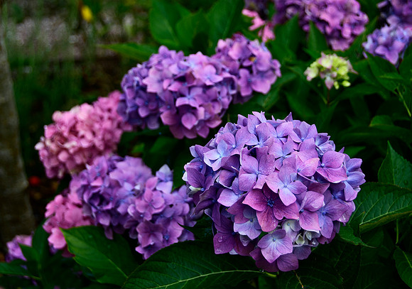 Irish Hydrangea