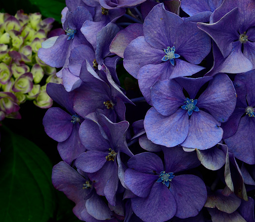 Beth's Hydrangea