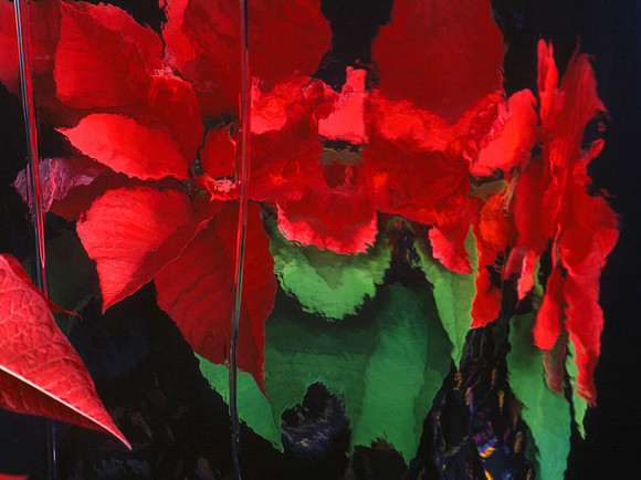 Poinsetta