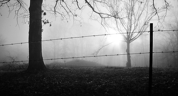 Morning Fog