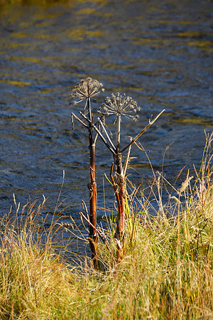 Two Standing Tall
