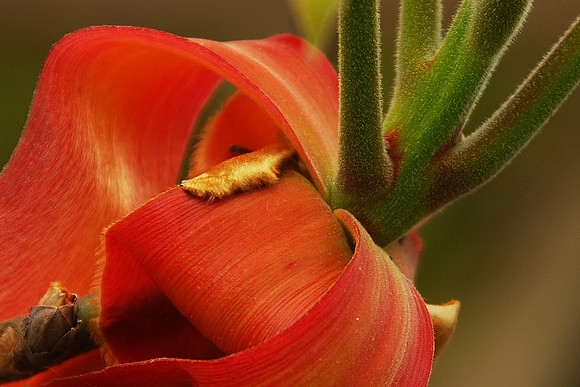 Forest Find Detail