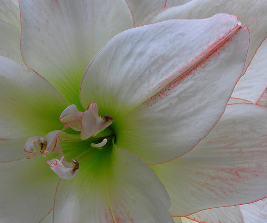 White Amarillis